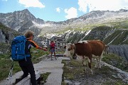 33 Belle mucche d'alta quota al Lago Pantano